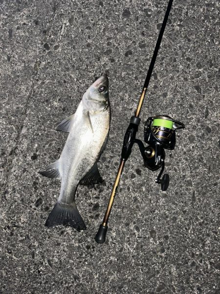 久々セイゴ祭り!