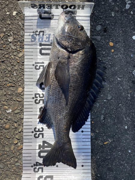 イチノ兄弟、釣果!