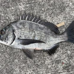 イチノ兄弟、釣果!