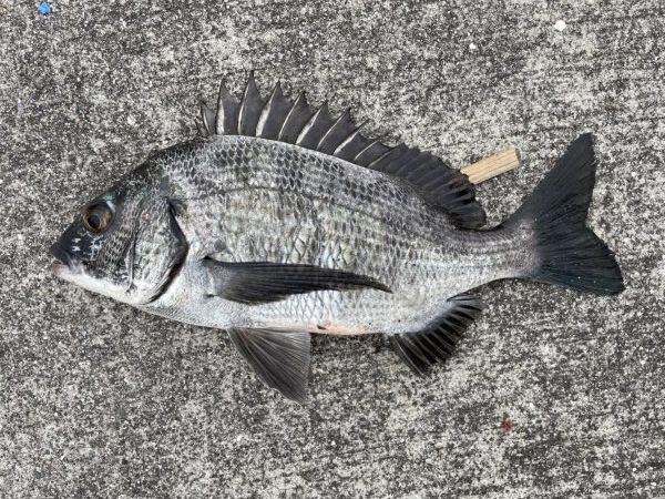 イチノ兄弟、釣果!