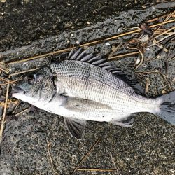 イチノ兄弟、釣果!