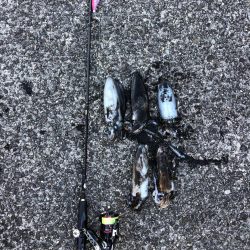 エギング 佐渡遠征⑦その2