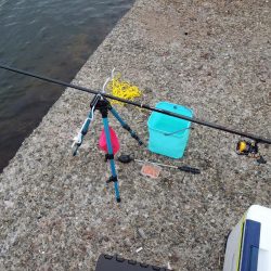 秋のアジ釣り 良型が少し