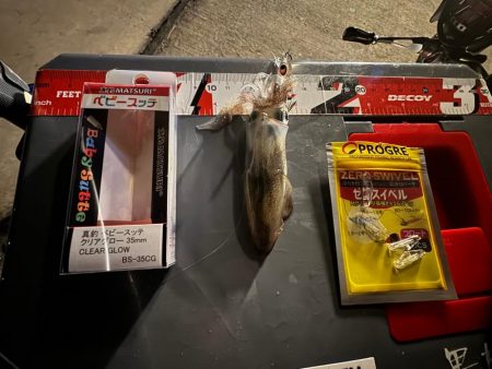 私にもヒイカが回って来ました！！