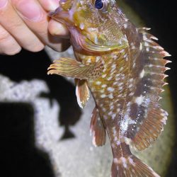 70近いシーバスのエラ洗い炸裂!!