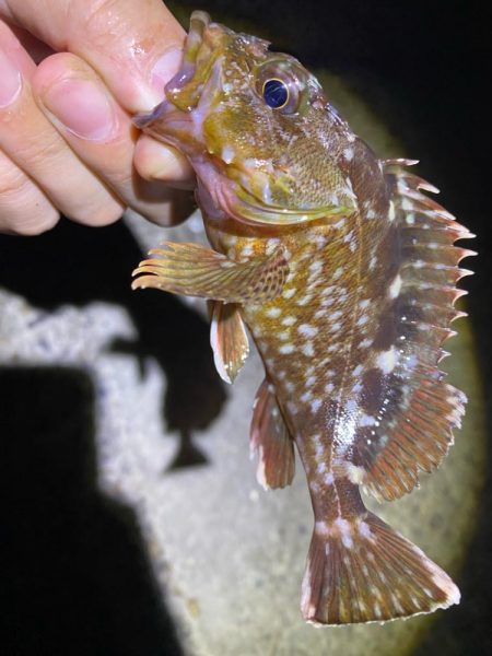 70近いシーバスのエラ洗い炸裂!!