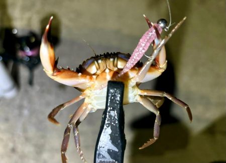 中アジ探しで珍事‼️ 笑笑