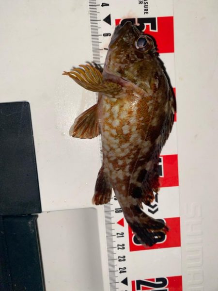 チヌ狙いのはずが?