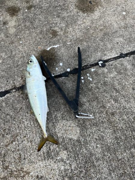 ハマチ  青物釣れました