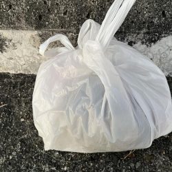 清掃活動：イカ久しぶり