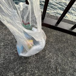 清掃活動：アイゴしかいない！？