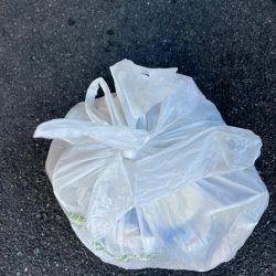 清掃活動：大アジ釣れてます