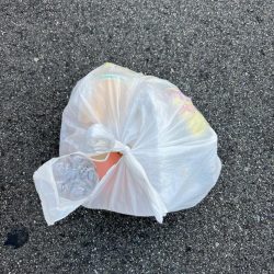 清掃活動：デカあじの回遊続いています