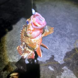 アジング 朝と夕方です。