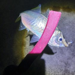 釣り納め アジング 尺有