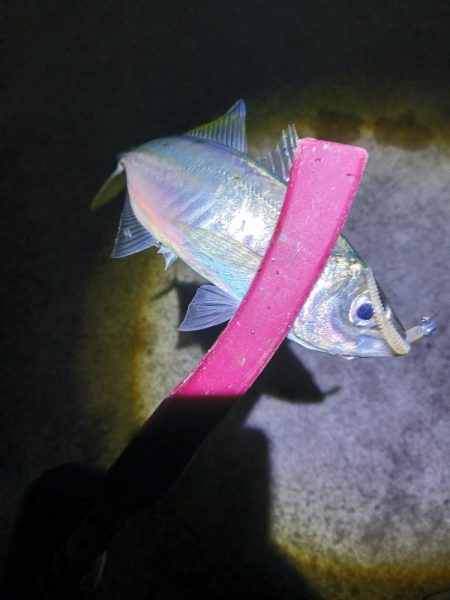釣り納め アジング 尺有