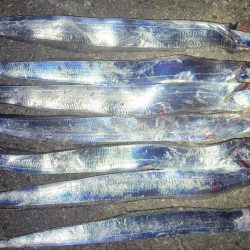 一応まだ回遊は、ありまぁす！