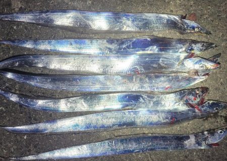 一応まだ回遊は、ありまぁす！