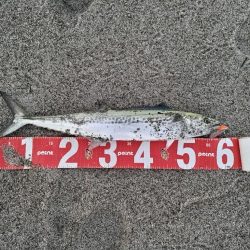 サゴシが釣れました!