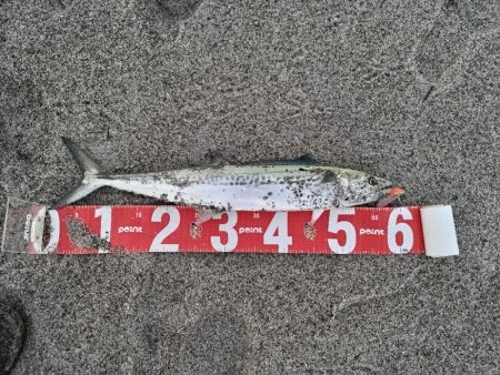 サゴシが釣れました!