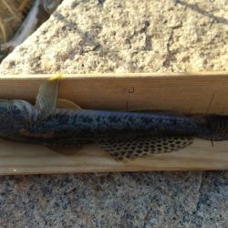 はぜ～夕方は？