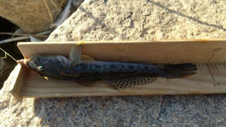 はぜ～夕方は？