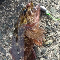 ガシラ~リベンジ