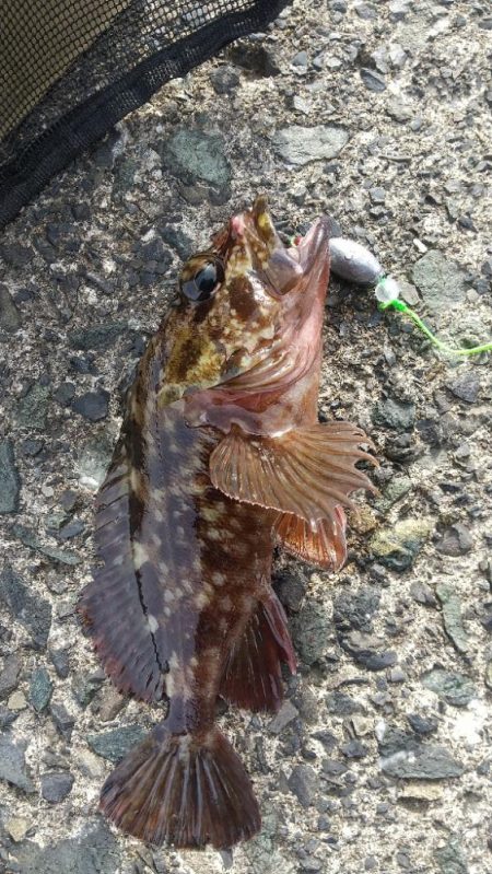 ガシラ～リベンジ