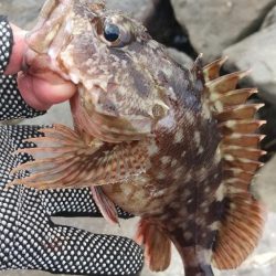 海釣り~ファイナル