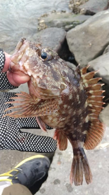 海釣り~ファイナル