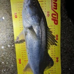 楽しい時期が来ましたね!