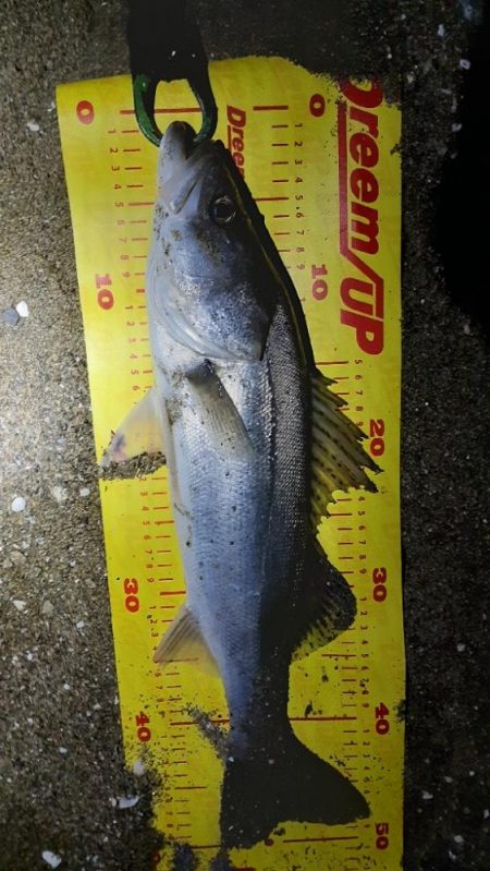 楽しい時期が来ましたね!