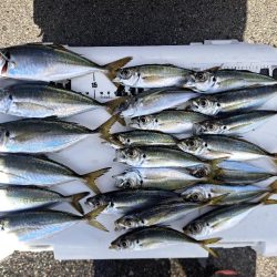 サイズバラバラのアジ