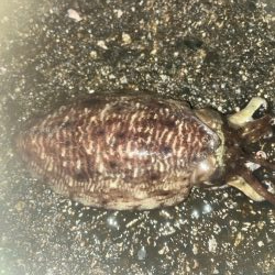 小アジ 甲イカ(お)