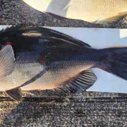 和歌山県串本須江(浜勝渡船)でグレ釣り