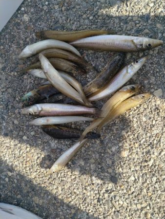 東二見の落ちギス調査