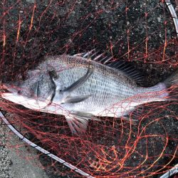 イチノ兄弟、釣果!