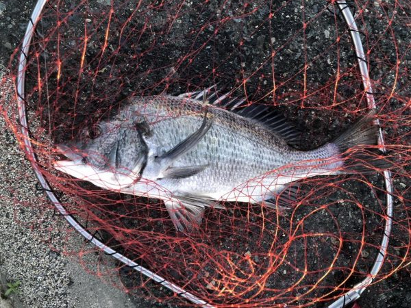 イチノ兄弟、釣果!