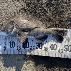 イチノ兄弟、釣果！