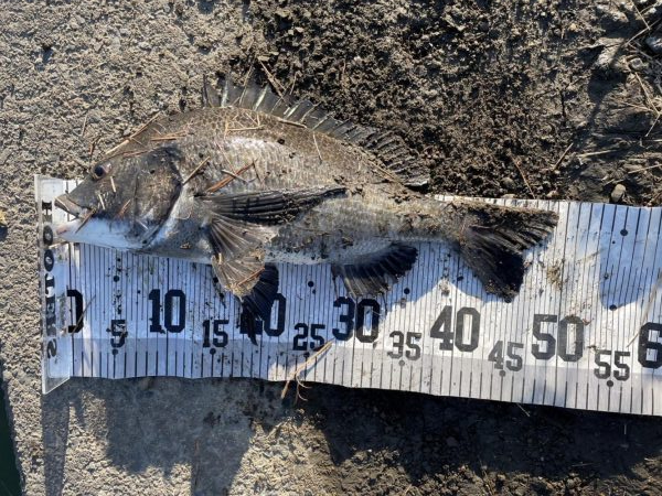 イチノ兄弟、釣果！