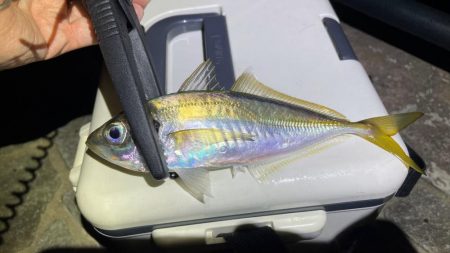 流石にアジが少なくなってきたような？時合を…