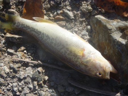 秋なのか冬なのか