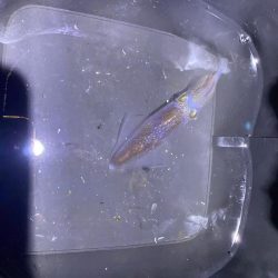 姫路ヒイカ釣行②