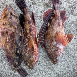 ガシリング楽しめました♪