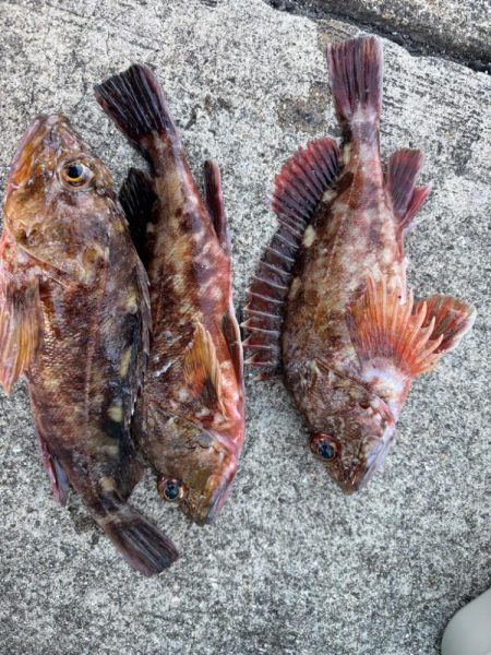 ガシリング楽しめました♪