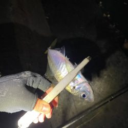 爆風アジング ぜひご参考に