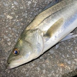 冬のシーバスフィッシング