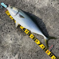 岸和田一文字 ブリ