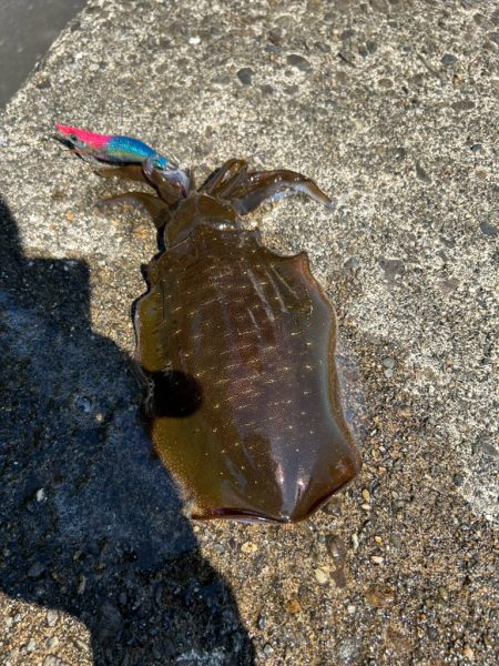 連日爆風エギング