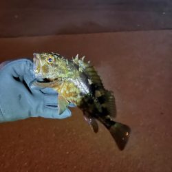 釣り納めライトゲーム